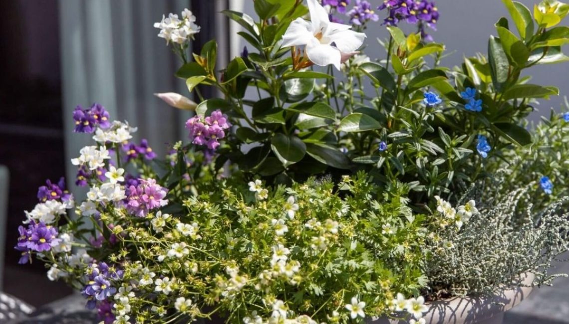 Blumentopf mit bunten Sommerblüten auf der Terrasse in Uitikon Waldegg unter einem Glasdach.