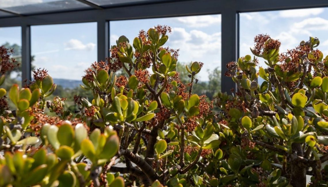 Blick durch ein Glasdach in Kloten auf grüne Pflanzen in der Orangerie, geschützt vor Witterung und ausgelegt für Schneelasten bis 380 kg/m².