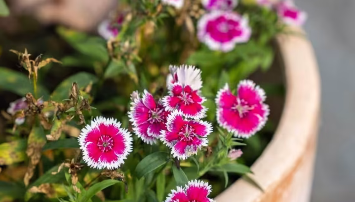 Blumendetail im Topf beim SGL 2 Glasdach in Rapperswil (St. Gallen)